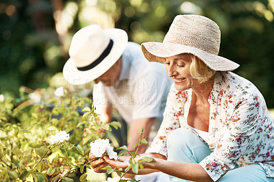 Buy stock photo Cropped shot of a happy senior couple gardening in their yard