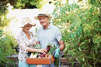 Buy stock photo Shot of a happy senior couple holding a basket of fresh produce while standing in their garden
