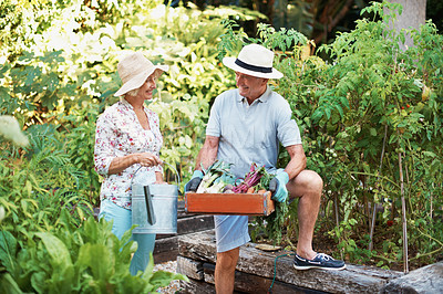 Buy stock photo Shot of a smiling senior couple holding a basket of fresh produce while standing in their garden