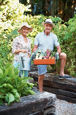 Buy stock photo Portrait of a smiling senior couple holding a basket of fresh produce while standing in their garden