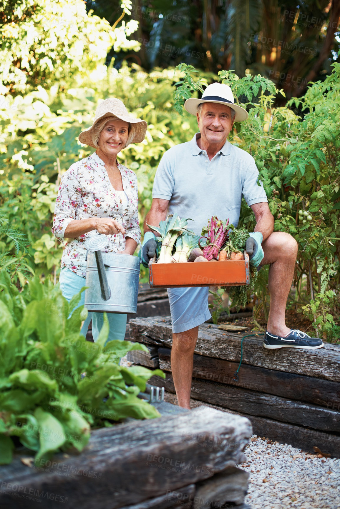 Buy stock photo Portrait, happy and senior couple with vegetables for gardening hobby, bonding and marriage. Retirement, outdoor and elderly man and woman with box for harvest, natural produce and growth in garden
