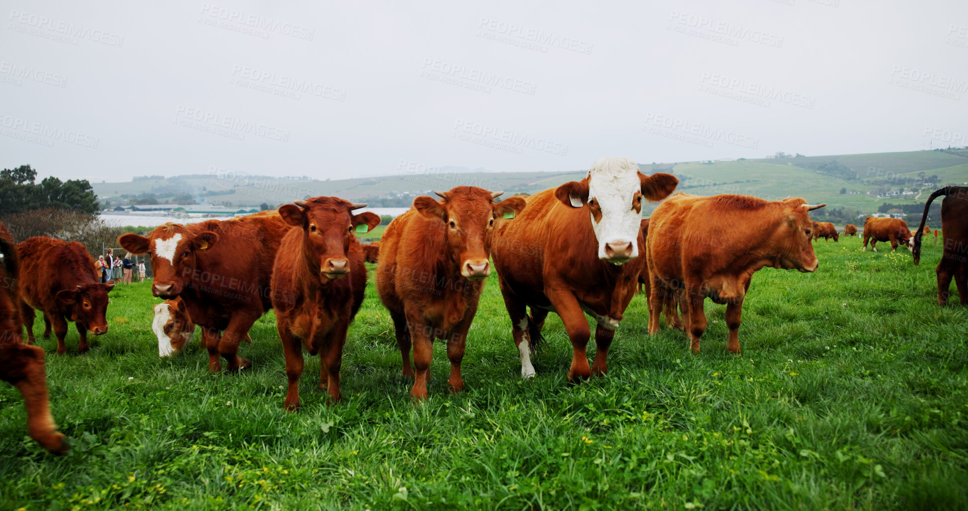 Buy stock photo Agriculture, portrait or cattle in field with grass, conservation or sustainable farming with landscape. Organic, livestock or animal in countryside for ecology, meat or milk production on cow ranch.