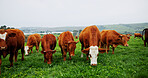 Agriculture, eating or cattle in field with grass, conservation or sustainable farming with landscape. Organic, livestock or animal in countryside for ecology, meat or milk production on cow ranch.