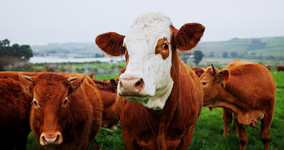 Buy stock photo Environment, portrait or cattle in field for agriculture, conservation or sustainable farming with landscape. Organic, livestock or animal in nature for ecology, meat or milk production on cow ranch.