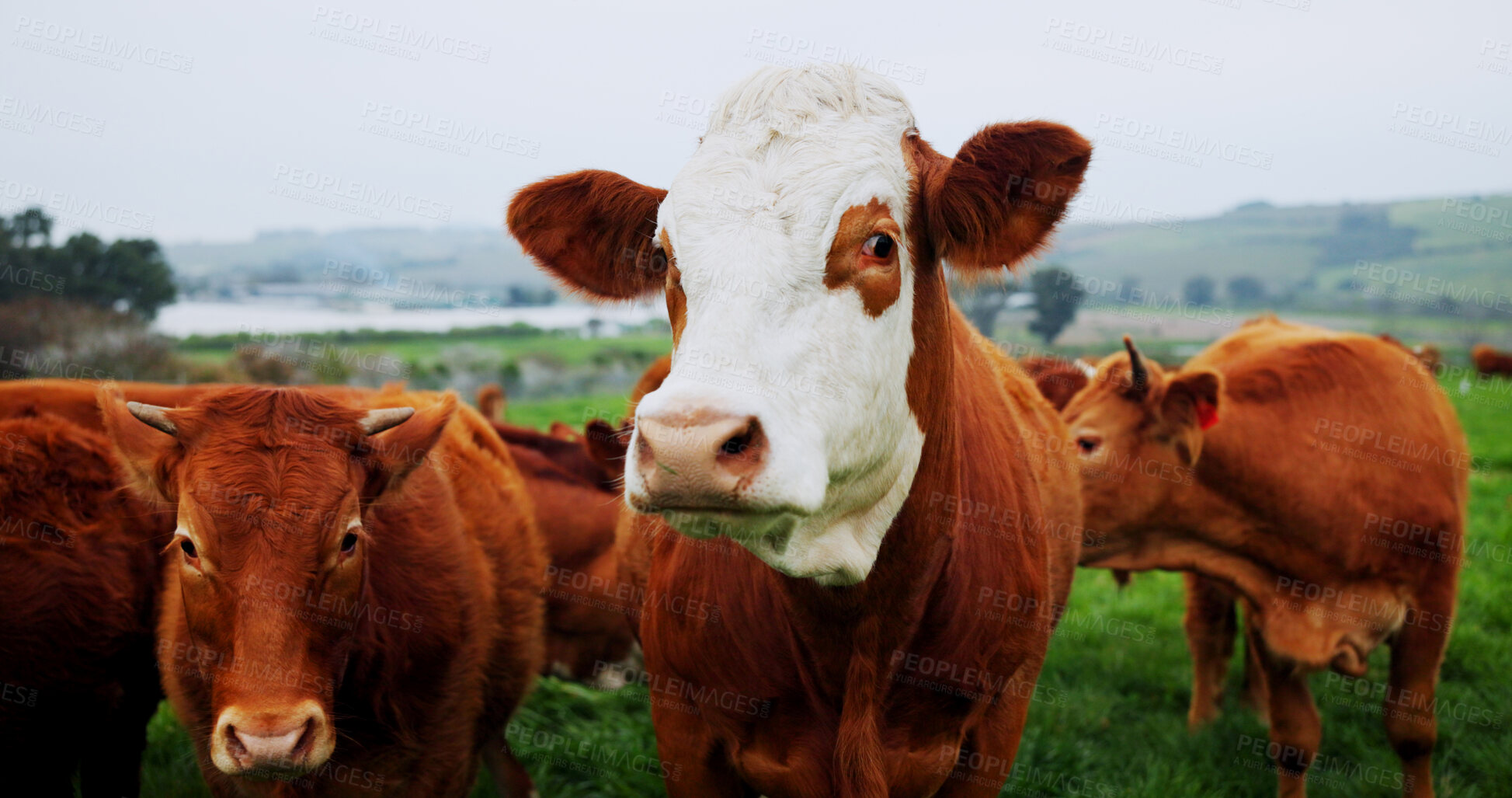 Buy stock photo Environment, portrait or cattle in field for agriculture, conservation or sustainable farming with landscape. Organic, livestock or animal in nature for ecology, meat or milk production on cow ranch.