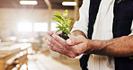 Plant, manufacturing and carpenter with hands in workshop for sustainability, zero wast timber and woodwork. Furniture restoration, eco friendly production and soil with contractor in warehouse
