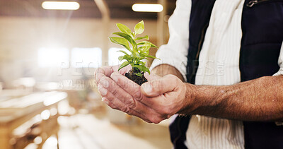 Buy stock photo Plant, manufacturing and carpenter with hands in workshop for sustainability, zero wast timber or woodwork. Furniture restoration, eco friendly production and leaf sprout with contractor in warehouse