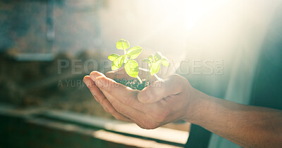 Buy stock photo Construction worker, hands and soil for growth in business, green architecture and plant for sustainability. Person, seedling and eco opportunity for urban planning, carbon capture and sunshine flare
