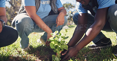 Buy stock photo Volunteer, hands and plant tree for earth day, environment conservation or nature protection. NGO team, people or sapling in soil for eco friendly growth, climate change or help for community service