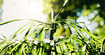 Green, plants and growth outdoor with sustainability, environment and sunshine for photosynthesis. Bokeh, flare and umbrella papyrus in nature with ecology, biodiversity and conservation for botany.