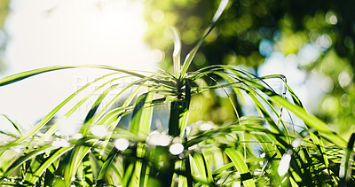 Buy stock photo Green, plants and growth outdoor with sustainability, environment and sunshine for photosynthesis. Bokeh, flare and umbrella papyrus in nature with ecology, biodiversity and conservation for botany.