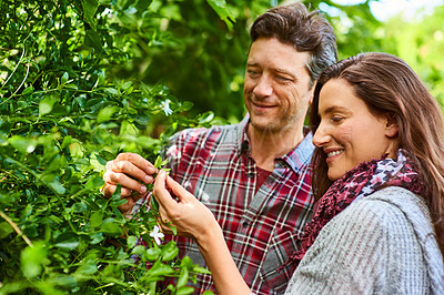Buy stock photo Shot of a smiling couple standing in their organic garden