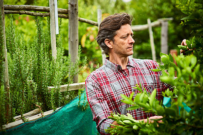 Buy stock photo Shot of a mature man examining produce while standing in his organic garden