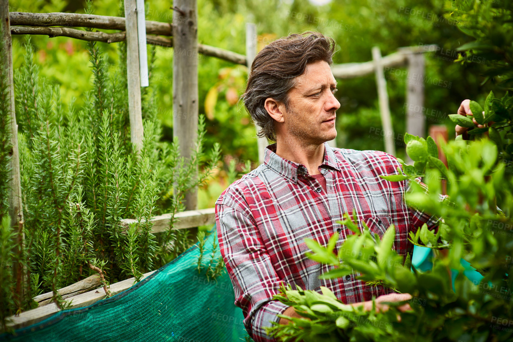 Buy stock photo Shot of a mature man examining produce while standing in his organic garden