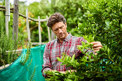 Buy stock photo Shot of a mature man examining produce while standing in his organic garden
