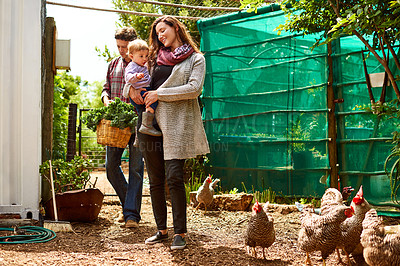 Buy stock photo Shot of a couple with their baby girl walking by chickens in their organic garden