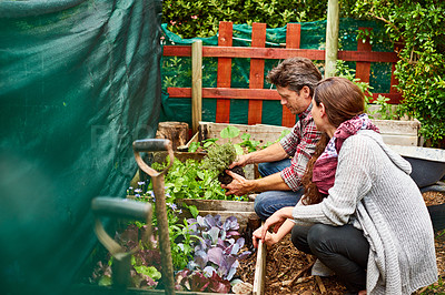 Buy stock photo Shot of a smiling couple examining plants while working in their organic garden