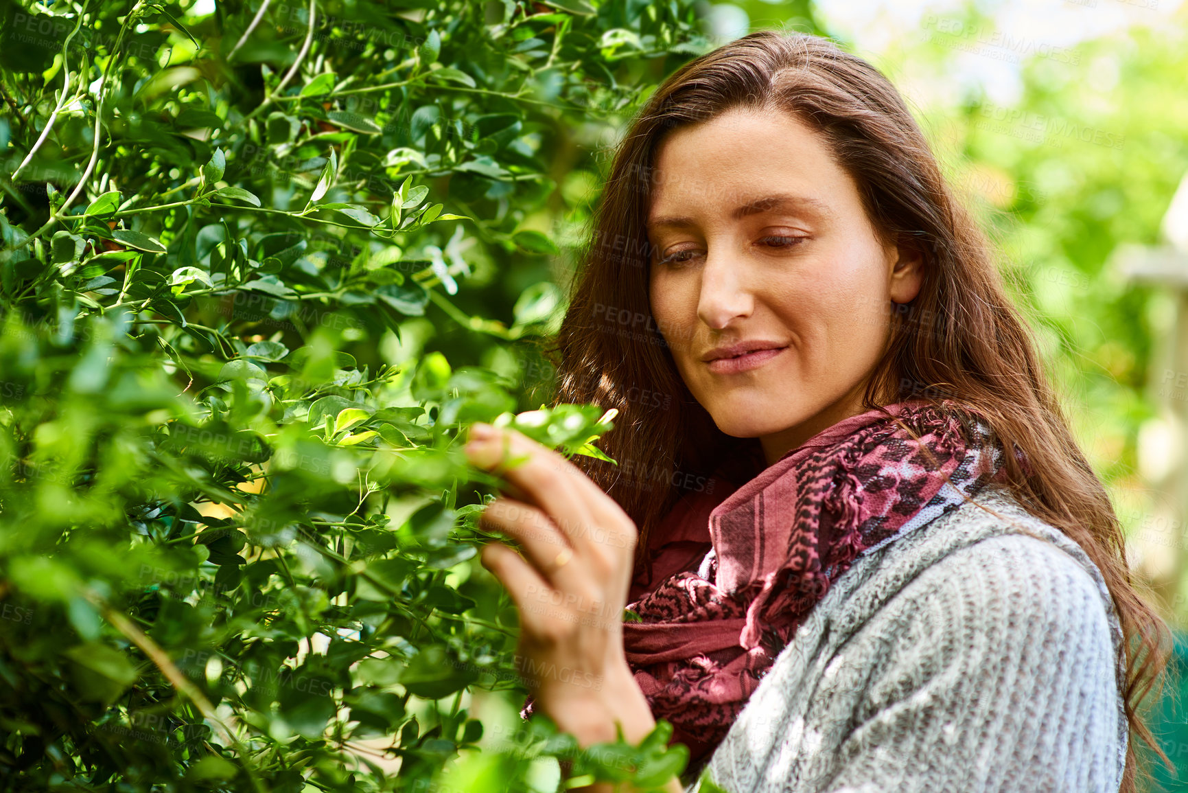 Buy stock photo Garden, woman or check leaf for growth, plant care or development progress for green horticulture. Female person, touch tree or health inspection for eco agriculture, gardening maintenance or farming
