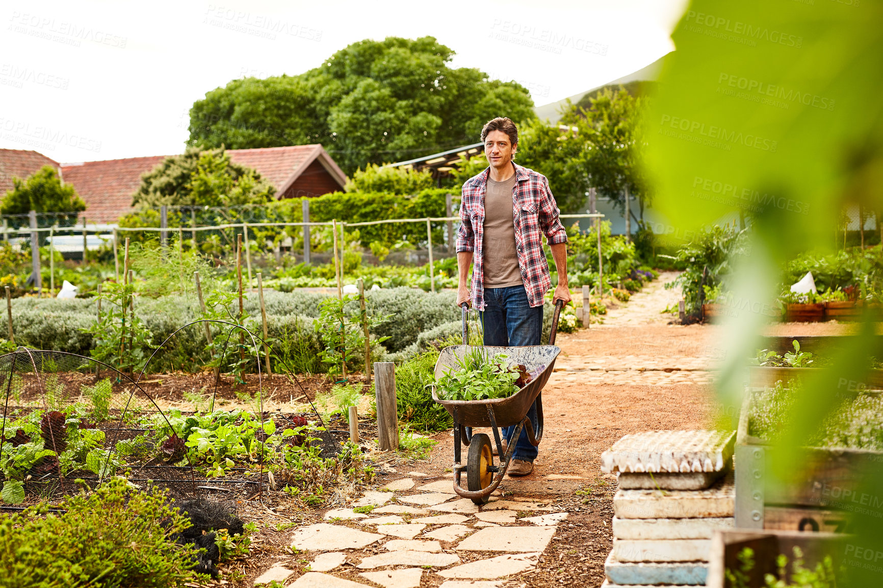 Buy stock photo Shot of a man pushing a wheelbarrow through his organic garden
