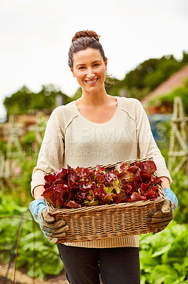 Buy stock photo Portrait of a smiling woman holding a basket of lettuce while standing in her organic garden