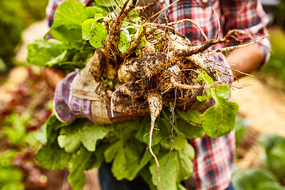 Buy stock photo Closeup shot of a man holding a bunch of turnips while standing in his organic garden
