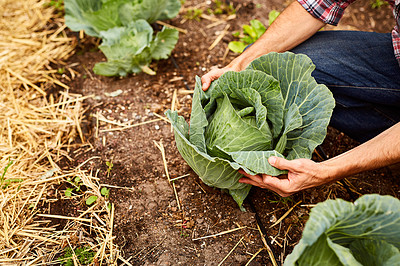 Buy stock photo Closeup shot of a man looking at cabbage growing in his organic garden