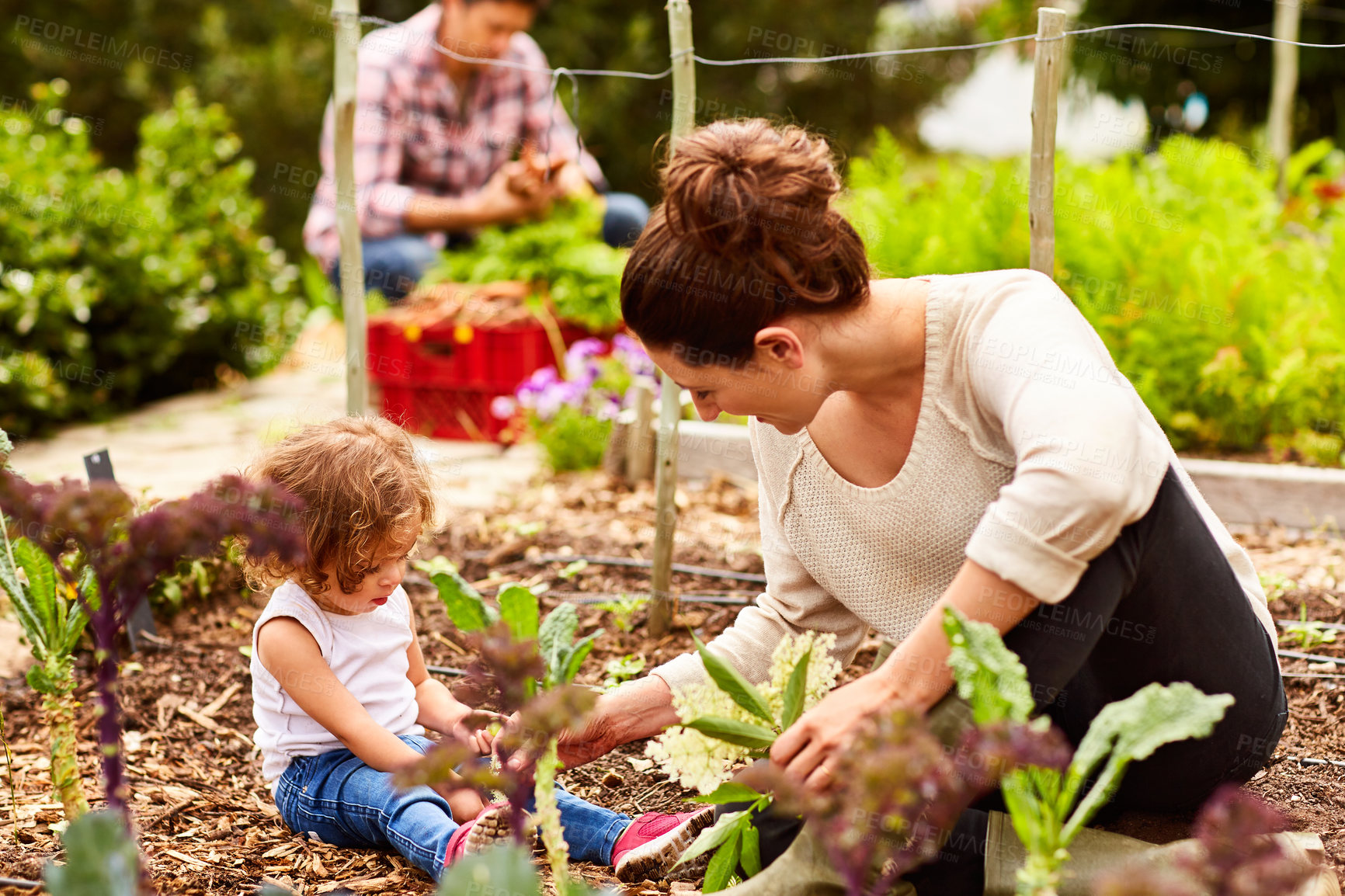 Buy stock photo Shot of a smiling couple with their little girl working in their organic garden