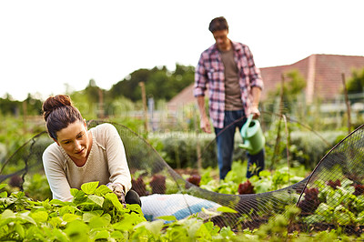 Buy stock photo Shot of a mature couple working in their organic couple