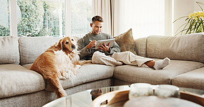 Buy stock photo Relax, tablet and man with dog on sofa for bonding, online project and web design for remote work. Freelancer, happy and person with tech, research and Labrador for break, love and website in home
