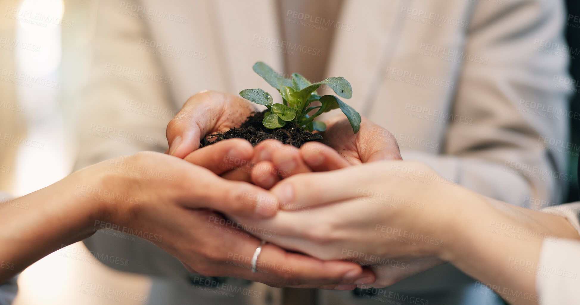 Buy stock photo Team, hands and support with plant in office for eco investment, seed funding project and ESG. Finance investor, people or sprout in soil for green bonds, sustainable business practice or development