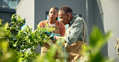 Buy stock photo Gardening, help and woman with senior mom for hobby, planting and maintenance in backyard together. Home, family and African mother with daughter for bonding, relationship and plant growth outdoor