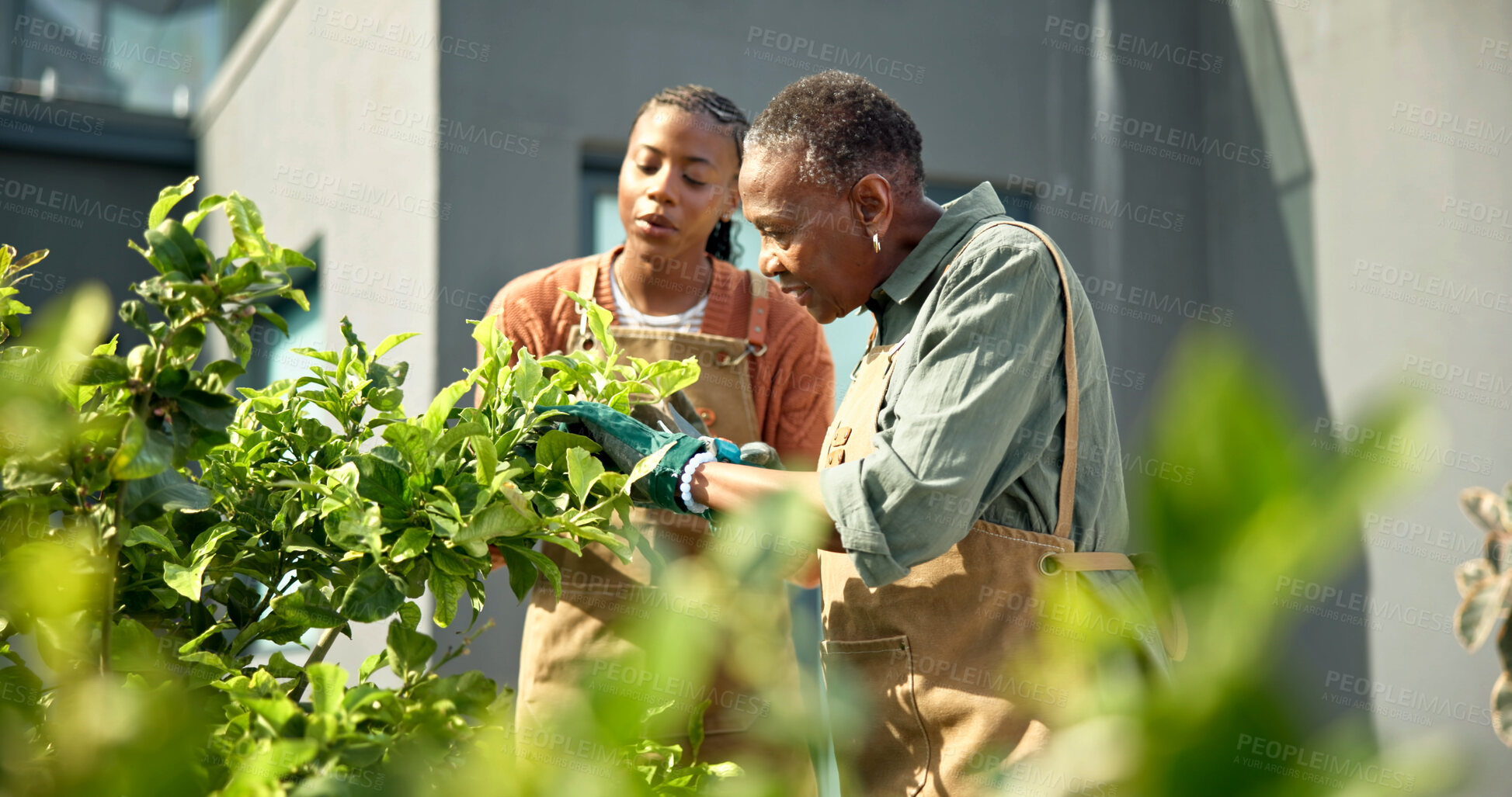 Buy stock photo Gardening, help and woman with senior mom for hobby, planting and maintenance in backyard together. Home, family and African mother with daughter for bonding, relationship and plant growth outdoor