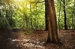 Nature, trees or forest landscape with sunshine for travel adventure, woods location or sustainability. Flare, woodland environment and outdoor trail for hiking destination, natural tourism or leaves