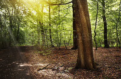 Buy stock photo Nature, trees or forest landscape with sunshine for travel adventure, woods location or sustainability. Flare, woodland environment and outdoor trail for hiking destination, natural tourism or leaves