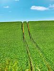 Farmland, crops and growth in countryside, sustainability and scenery of landscape, rural and space. Outdoor, sky and pasture in environment, eco friendly and field in nature or plants in Denmark