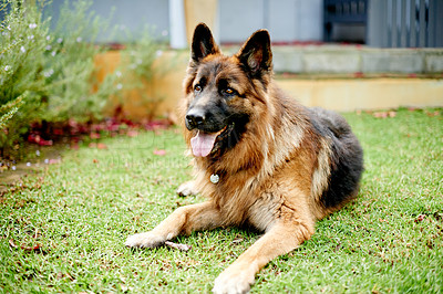 Buy stock photo Relax, dog or pet outdoor on grass panting for happy, healthy and care free by home for summer fun. Animal, puppy or German Shepherd in nature calm for break, rest and comfortable in backyard