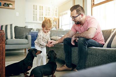 Buy stock photo Daughter, father and treats for dogs in living room of home together for bonding, growth or learning. Happy, love or obedience training with girl child and single parent man on sofa in apartment