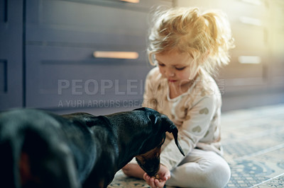 Buy stock photo Feed, girl child and dog in home for bonding, responsibility and connection with companion. Pet care, animal eating and toddler in apartment with empathy, loyalty or love for childhood development
