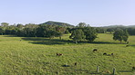 Lazing and grazing around the pasture