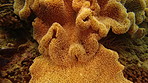 Corals are actually animals even though they look like plants