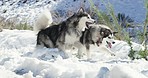 Malamutes are the real snow angels