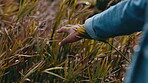 Closeup of a hand touching tall grass while walking in a field or public garden. A woman's fingers reaching into thick plants and playing with the leafy textures. Someone admiring the greenery in nature