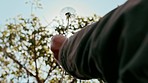 Closeup of a person holding a dandelion in the wind while standing in a park outdoors. Someone making a wish as fragile white dandelion seeds get blown away. Allergic to pollen or allergy free concept