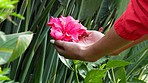 Nature, flowers and spring garden with hands of woman with zen and calm hibiscus plant. Beautiful and sustainable bush with green leaves and conservation for anxiety, stress and a peaceful mind
