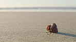 Background, beach and crab in shell on sand on mockup in sunshine, summer vacation and tropical holiday in nature. Empty landscape at ocean with crustacean shellfish on island mock up, sea and travel