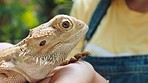 Animals, nature and girl with iguana in hands enjoying trip to zoo for learning, education and school outing. Wildlife, ecosystem and child holding lizard, reptile and exotic pet in wild sanctuary
