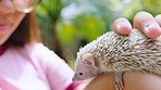 Animals, nature and girl with hedgehog in hands excited on excursion in zoo, garden and sanctuary park. Childhood, happiness and child in wildlife education, fun and learning ecosystem at petting zoo