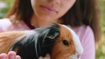 Guinea pig, girl and zoo garden, park and excursion at wildlife petting zoo for learning, education and fun research. Happy, young and excited teenager student holding hamster animal on nature farm 
