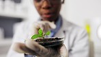 Black woman, scientist and ecology with petri dish closeup, soil and plant, scientific growth and medical research in lab. Biotechnology, agriculture and nature with female doing science experiment