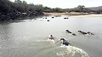 Hippos spend up to 16 hours a day submerged in water